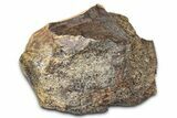 Fossil Dinosaur Appendage Bone Section - Wyoming #381171-1